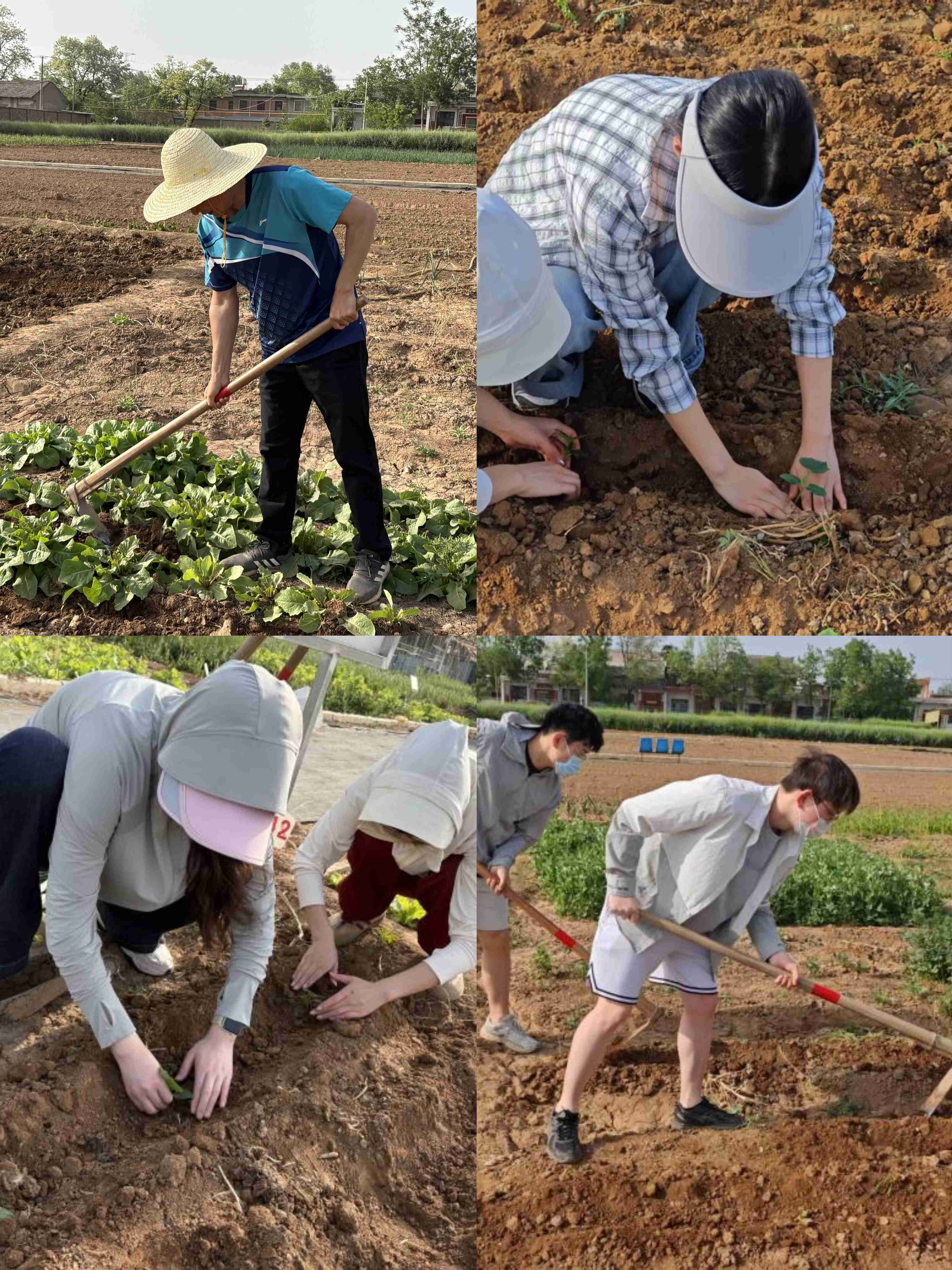 马院师生党员参与农耕活动(1).jpg